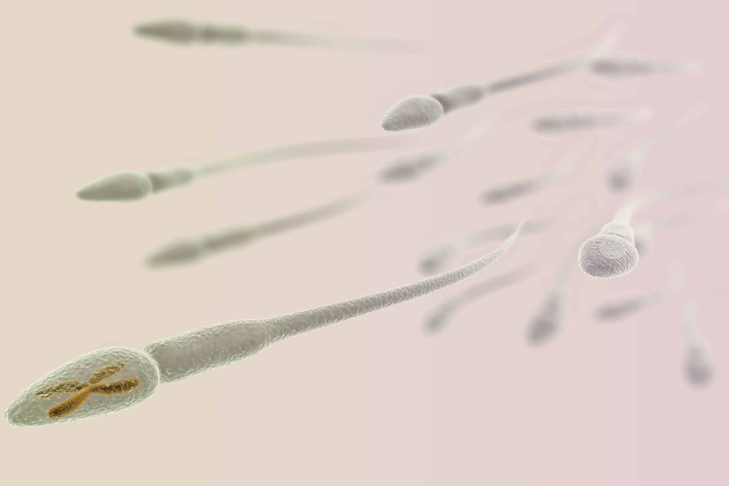 CGI visualization of the sperm with X chromosome (electronic microscope simulation) with focus effect (light version)