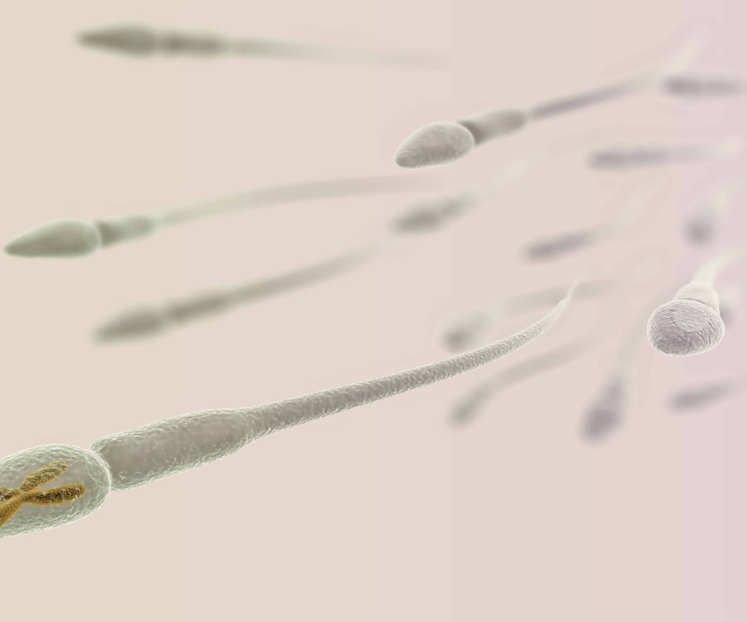 CGI visualization of the sperm with X chromosome (electronic microscope simulation) with focus effect (light version)