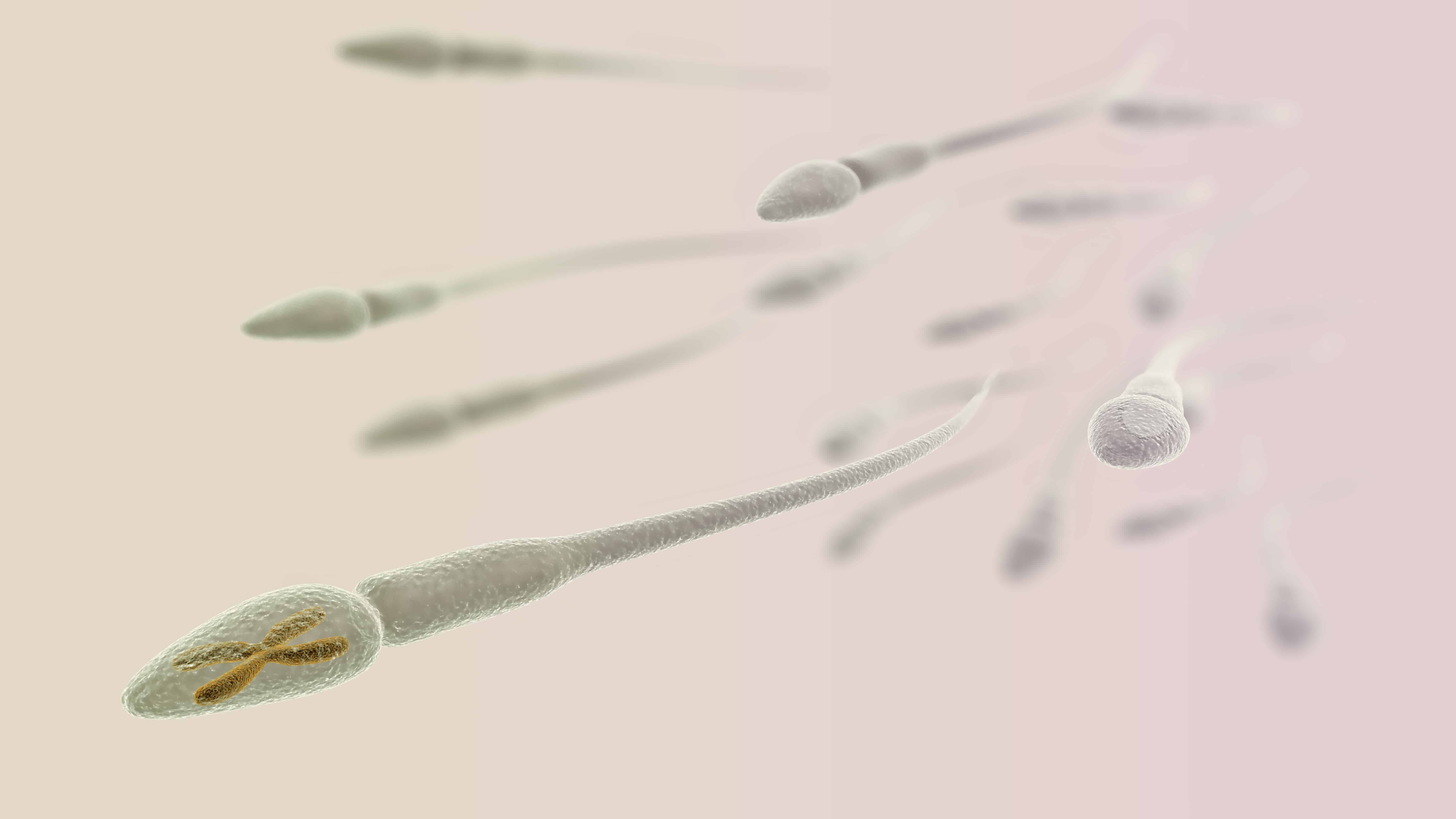 CGI visualization of the sperm with X chromosome (electronic microscope simulation) with focus effect (light version)